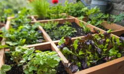 Doğanın eczanesinden bahçenize