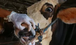 Balıkesir'de şap hastalığıyla mücadele sürüyor