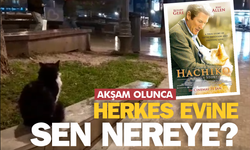 Akşam olunca evine gidenlere özenen sokak kedisi