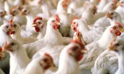 Köy Tavuğu Masalı, Endüstriyel Gerçekler ve 36 Yıllık Tecrübe: Tavukçuluğun İç Yüzü