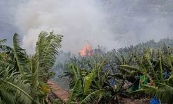 Antalya’da Muz Bahçeleri Alev Aldı! Rüzgâr Yangını Büyüttü!