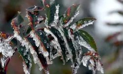 Balıkesir Valiliği'nden Gece Yarısı Uyarısı! Çiftçiler Dikkat, Don Geliyor!