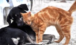 Soğuk ve yağışlı kış günlerinde sorumluluğumuz var