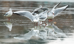 Mogan Gölü'nden kış ve kuş manzaraları