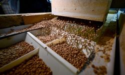 150 Milyon Dolarlık Ticaret! Kedi ve Köpek Maması İhracatında Rekor: Müslüman Ülkelerin Tercihi Türkiye Oldu