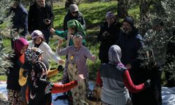 Edremit’te Meci Şenliği Başlıyor: 2 Gün Boyunca Zeytin ve İmece Kültürü Yaşatılacak