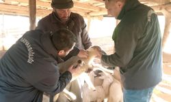 Balıkesir’de Küçükbaş Hayvanlar Şap Aşısıyla Korunuyor