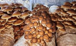 Balıkesir Tarımında Yeni Dönem: Tıbbi ve Egzotik Mantarlarla Katma Değerli Üretim