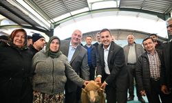 Damızlık koçlar Büyükşehir'den