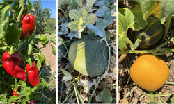 BAÇEM'in ata tohumu envanteri güçleniyor