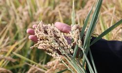 TMO 2026 Çeltik Alım Fiyatlarını Açıkladı! Ton Başına 40 Bin TL’ye Kadar Alım Yapılacak