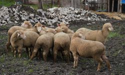 Büyükşehir'den damızlık desteği... 10 aileye yüzde 100 hibe