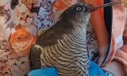 Edremit'te Tedavisi Tamamlanan Atmaca Yavrusu Doğaya Bırakıldı