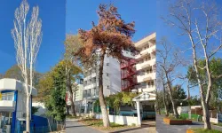 Erdek Belediyesi'nden Sahil Bandı Açıklaması! "O Ağaçlar Neden Kesildi?" Sorusuna Yanıt Geldi