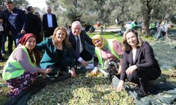 Zeytinin başkenti Edremit'te Meci Şenliği başlıyor