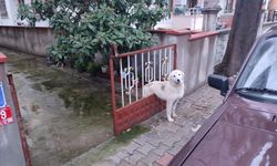 Balıkesir Havran'da Avlu Kapısına Sıkışan Köpeğin Yardım Çığlığı Ekipleri Harekete Geçirdi!