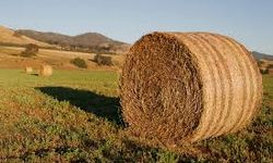 Yem Fiyatlarında Ramazan Kararı: Artış Yapılmayacak