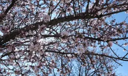 Erken öten horozu keserler... Erken çiçek açan ağacı ne yaparlar?