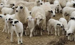 Kırsalda Bereket Projesi: 150 bin küçükbaş hayvan üreticiyle buluşuyor