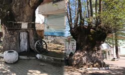 Tam 900 yaşında! Dev çınar ağacı bu köyün hafızası...