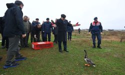 Manyas Kuşcenneti’nde Rehabilite Edilen Yaban Hayvanları Doğaya Bırakıldı