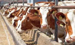 Türkiye'nin küçük ve büyükbaş hayvan varlığında son durum