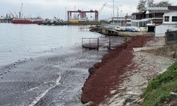 Tekirdağ Sahili Kırmızıya Büründü: Poyraz Kıyıya Yosun Yığdı