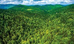 Balıkesir'de Bazı Alanlar Orman Statüsünden Çıkarıldı! Resmi Gazete'de Yayımlandı!