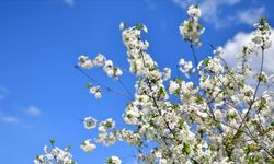 İlk Cemre Havaya Düştü mü? 2026 Cemre Takvimine Göre Suya ve Toprağa Ne Zaman Düşecek?