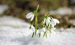 İLK CEMRE NE ZAMAN DÜŞECEK 2026? Baharın Müjdesi İçin Geri Sayım Başladı: İşte Havaya, Suya ve Toprağa Düşüş Tarihleri!