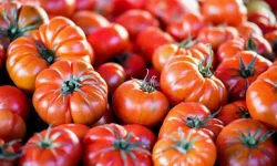 Dünyanın En İyi Domatesleri Arasında Bir Türk! Coğrafi İşaretli Ayaş Domatesi İlk 10'da!