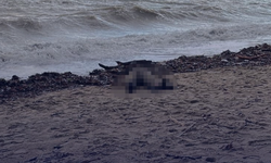 Son Dakika! Ayvalık Sarımsaklı Plajı'nda Kadın Cesedi Bulundu!