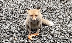 Samsun’da İnanılmaz Dostluk! Poligona Bitkin Halde Gelen Tilki Şimdi Polislerin "Barut"u Oldu