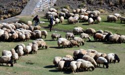 Cumhurbaşkanı Erdoğan Müjdeyi Verdi! 100 Küçükbaş Hayvan Desteği ve Faizsiz Kredi Başvuruları Başlıyor!