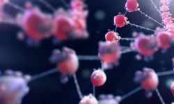 Yanma, Ağrı, Böbrek Yetmezliği… Fabry Hastalığı Sessizce İlerliyor