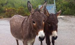 Türkiye’de At, Eşek ve Katır Sayısı Sert Düştü! Son 20 Yılda Büyük Gerileme