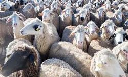 Dev Destek Paketi Açıklandı: Üreticiye 100 Küçükbaş Hayvan Verilecek