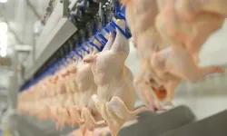 Bakanlık Tavuk Etinde İhracatı Yasakladı: "Fahiş Fiyata Geçit Yok!"