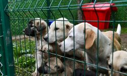 Altıeylül'de Sahiplendirme Seferberliği! ''Satın Almayın, Sahiplenin''