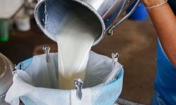 Balıkesirli Süt Üreticilerine 253 Milyon TL Destek