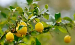 Limon Fiyatlarına Müdahale: Gümrük Vergisi %10'a Çekildi