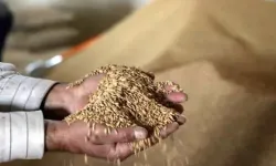 Gönen ve Manyas çeltik üreticileri kriz yaşıyor