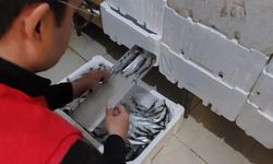 Edremit’te Balıkçılara Kritik Uyarı: Hangi Balık Kaç CM Olmalı? İlçe Tarım’dan Yeni Bilgilendirme