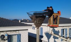 Ayvalık Altınova'da Bahar Hazırlığı: Meşhur Leylek İçin Yuva Bakımı Tamamlandı