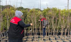 Balıkesir'de Tarımsal Üretim Denetimi: Süs Bitkisi ve Fide Alanları İncelendi