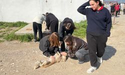 Edremit’te Patili Dostlara Minik Ellerden Destek: Öğrenciler Barınakta Sevgi Dağıttı!