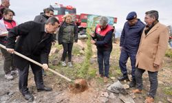 Burhaniye'de fidanlar toprakla buluştu! Pelitköy'de "Geleceğe Nefes" seferberliği
