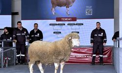 Bandırma’da hayvancılığa güç: Damızlık koçlar açık artırmayla satıldı