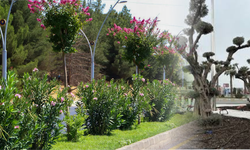 Süs bitkilerinin faturası ağır oldu... Büyükşehir'e 628 milyonluk haciz!