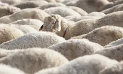 Dursunbey Belediyesi'nde canlı hayvan satışı... Tam 230 küçükbaş satışa çıkıyor